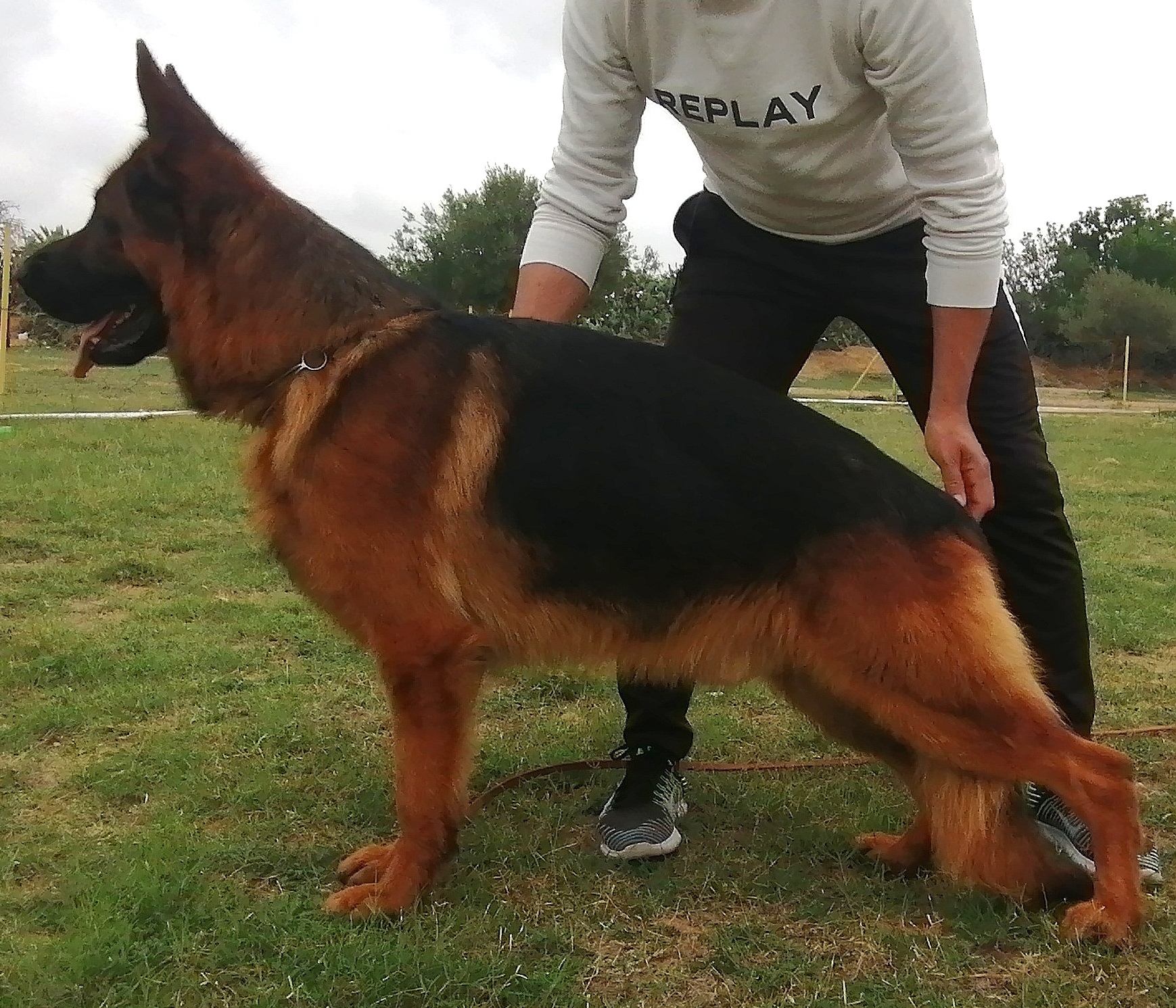 public/dog_images/104/1759768641.Don Od Zolik.jpg